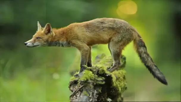 Rencontre entre un photographe et une renarde