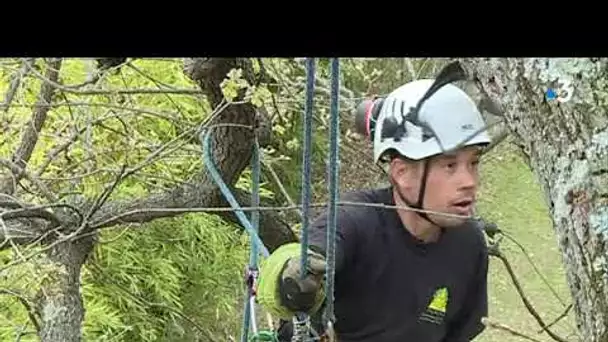 Grasse : les arboristes grimpeurs à la rescousse d&#039;arbres mal en point