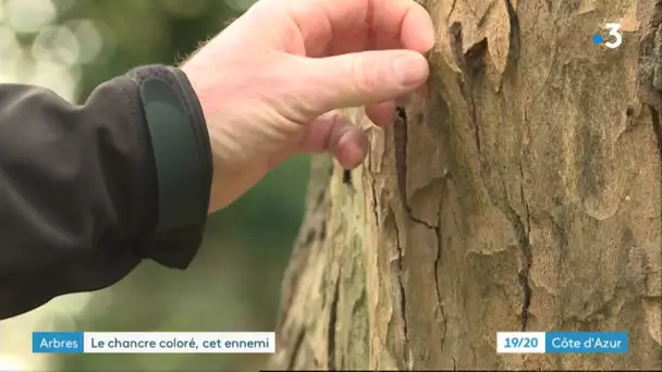 Un champignon impose l'abattage de 46 platanes du parc départemental des Rives du Loup