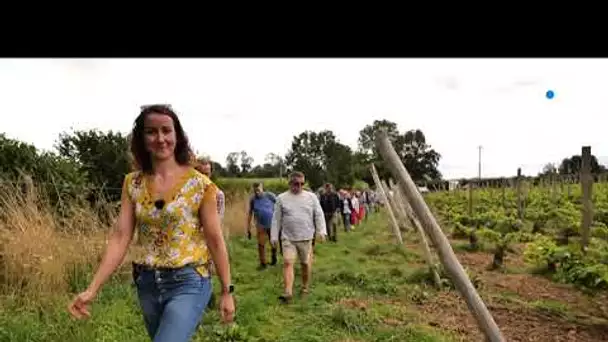 Insolite : visite guidée d’un vignoble bio dans l’Eure