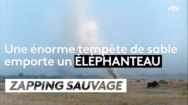 Une énorme tempête de sable emporte un éléphanteau - ZAPPING SAUVAGE