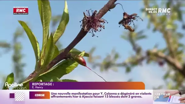 Météo : les arboriculteurs face au gel de printemps