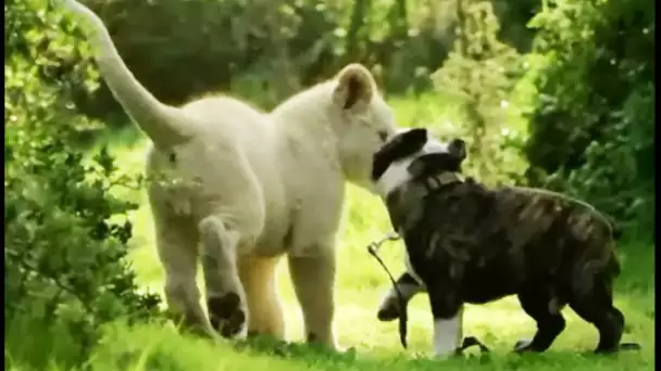 Belle amitié entre lion et chien - ZAPPING SAUVAGE