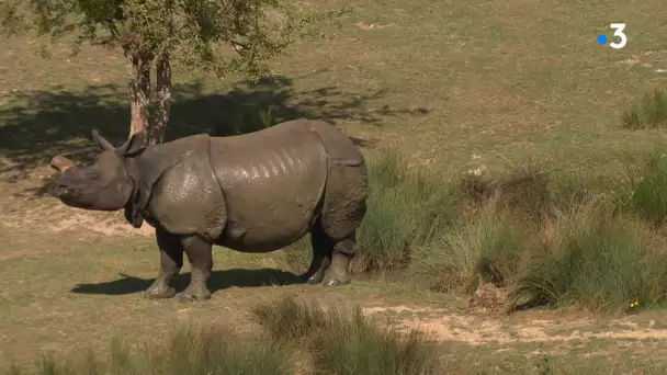 Au zoo du Cerza, pour sauver les rhinocéros, achetez leur crottes !