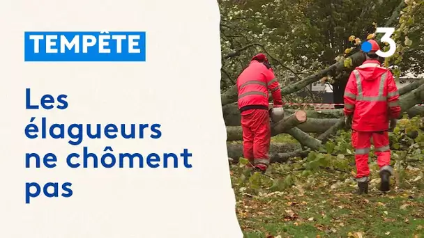 Après les tempêtes, les élagueurs à l'œuvre à Saint-Nazaire