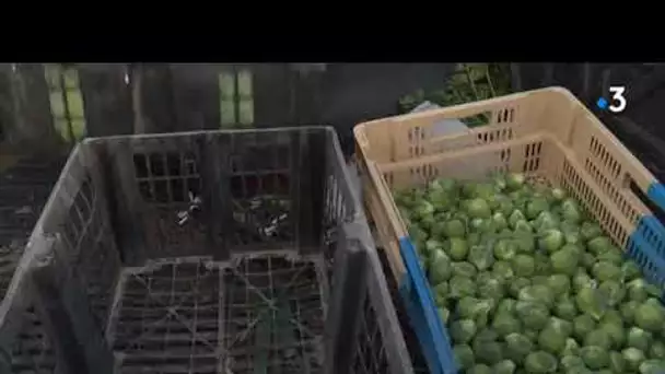 Aude : les agriculteurs peinent  à écouler leur stock de légumes