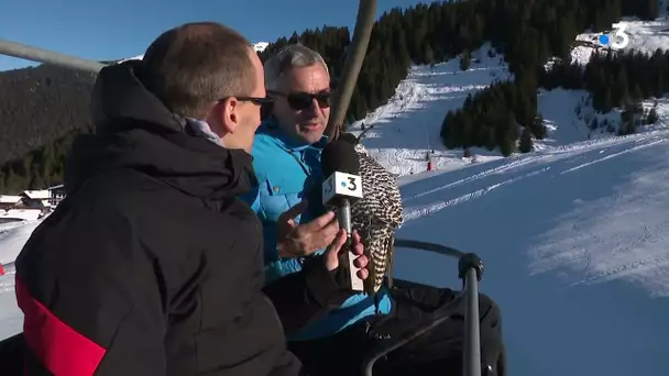 Haute-Savoie : à la station de Morzine, les skieurs peuvent faire la course avec un faucon