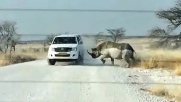 VOICI CE QUE CES GROS ANIMAUX PEUVENT FAIRE !