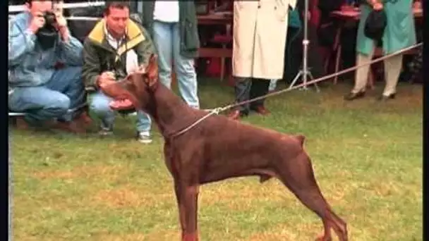 Le Doberman chien