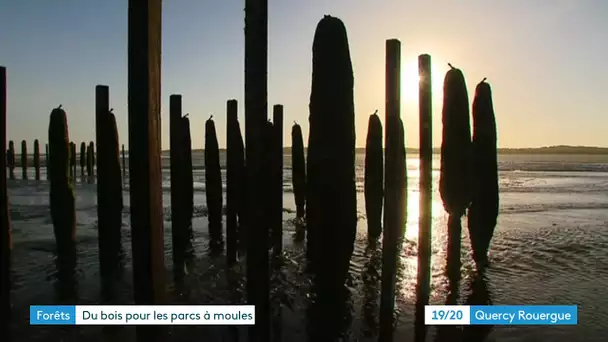 Des bouchots "made in Occitanie" sur la côte Atlantique