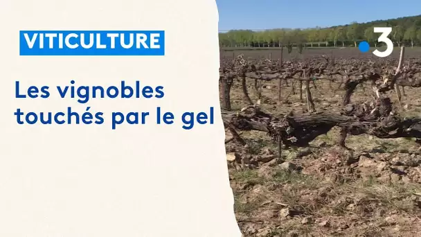 Les vignes des Côteaux d'Aix touchées par le gel