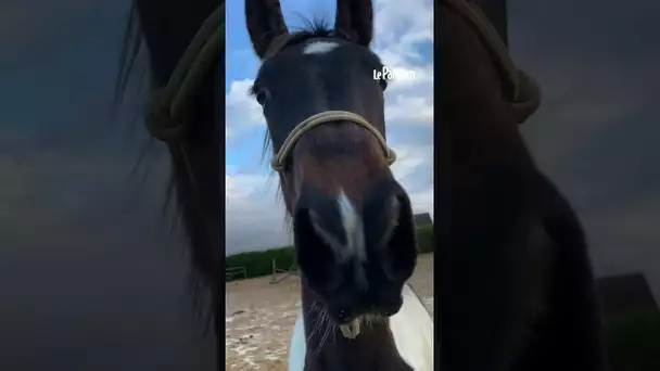 2 000 personnes réunies pour un championnat de... cheval-bâton