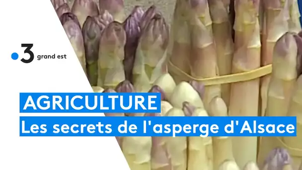 Le musée de l'asperge à Hoerdt dévoile tous les secrets de ce légume de printemps