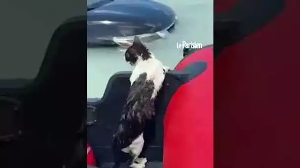 Dubaï : un chat agrippé à une voiture inondée sauvé des eaux par des policiers