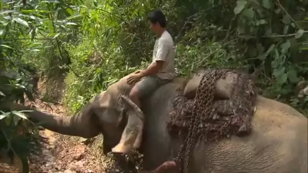 Mission livraison pour l'éléphant