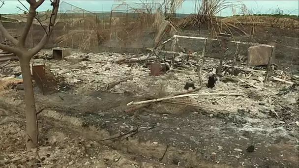Incendie de Loupian : l'origine du sinistre qui a ravagé 300 hectares est un feu de barbecue