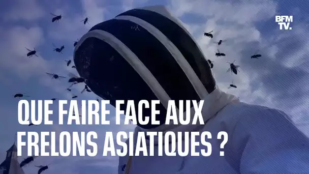 Trois conseils pour faire face aux frelons asiatiques