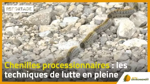 Chenilles processionnaires : les techniques de lutte en pleine révolution