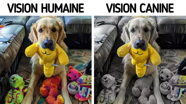 Votre Chien Perçoit Seulement Les Jouets Qui Sont De Ces Couleurs