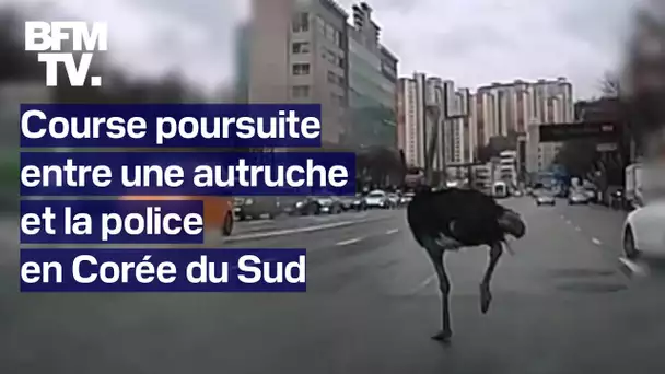 Corée du Sud: une autruche échappée d'un zoo cavale au milieu des voitures avant d'être attrapée