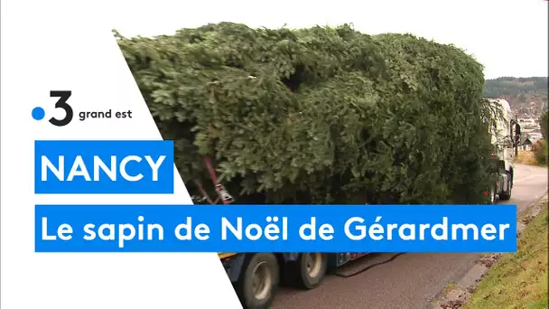 Le sapin de Noêl de Nancy abattu à Gérardmer