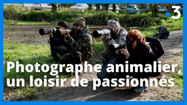 Photographe animalier, un loisir de passionnés