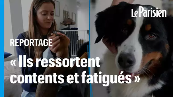 Piscine à balles, balades et sieste... bienvenue dans une crèche pour chiens !