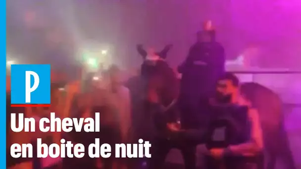 Un cheval parade en boite de nuit : 30 Millions d'Amis porte plainte