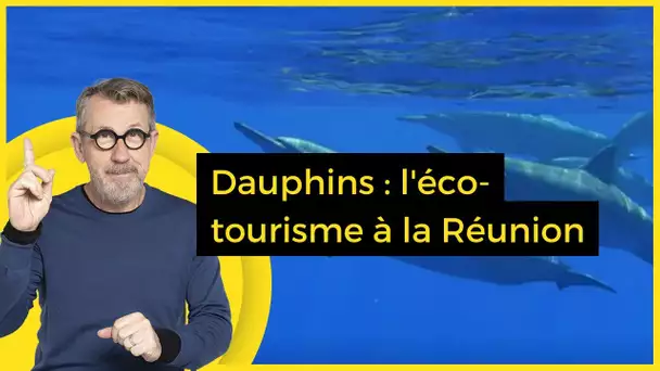 Dauphins : l'éco-tourisme à la Réunion - C Jamy