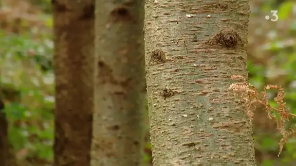 La foret Normande a soif