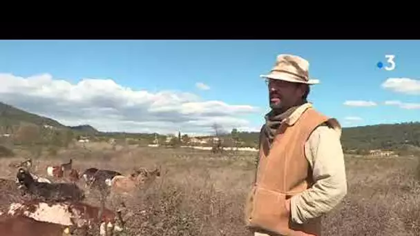 Agriculture écologique : un berger et ses bêtes entretiennent les prairies du Gard et de l'Hérault