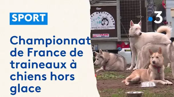 Sports. Les meilleurs Mushers à Forges-les-Eaux pour le Championnat de France.