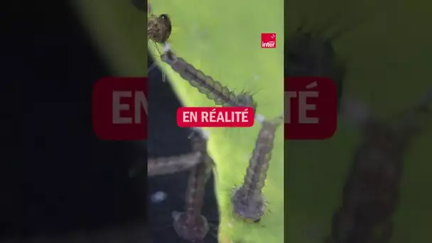 Mais oui, à quoi ça sert, les moustiques ?