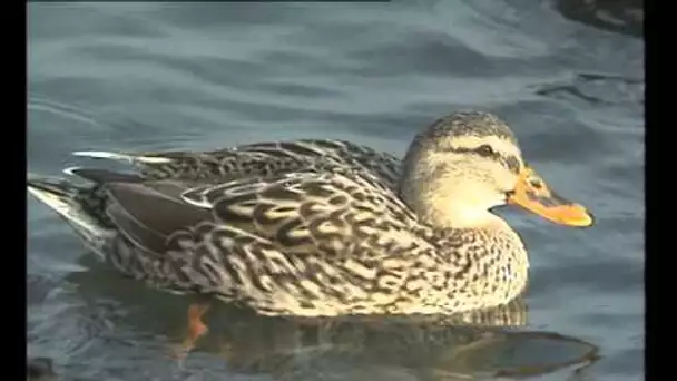 Les Canards en hiver - Documentaire Animalier