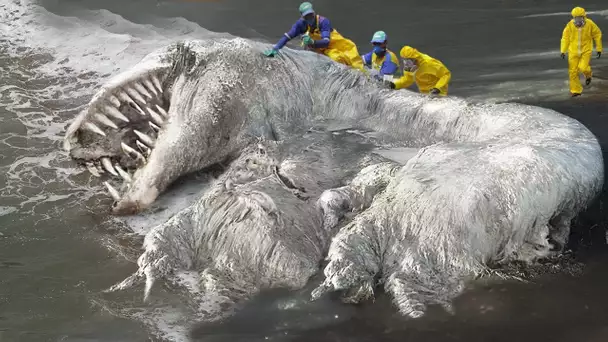 Ces Nouvelles Créatures Marines Vont TE CHOQUER !