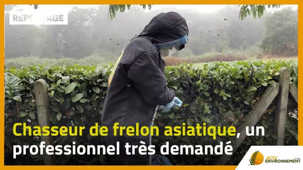 Chasseur de frelon asiatique, un professionnel très demandé