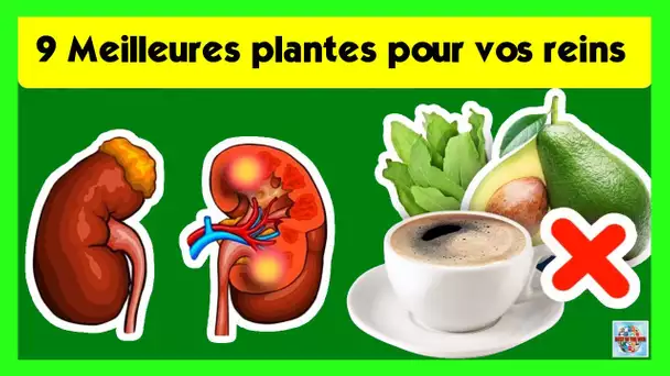 9 Meilleures plantes pour vos reins