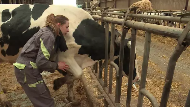 Au plus près des animaux, Roxane fait ses premiers pas d'ostéopathe animalier en Normandie