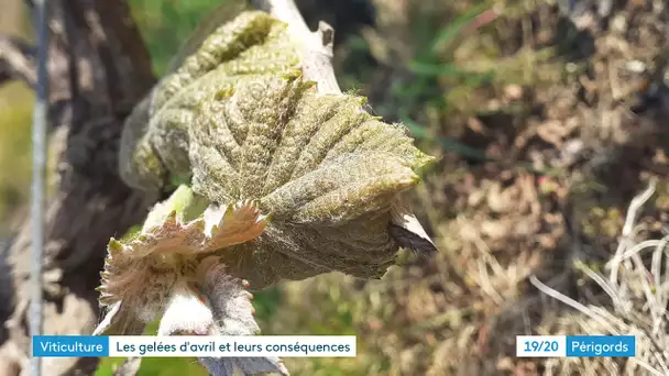 Bergerac : quel est l'état de la vigne suite au gel ?
