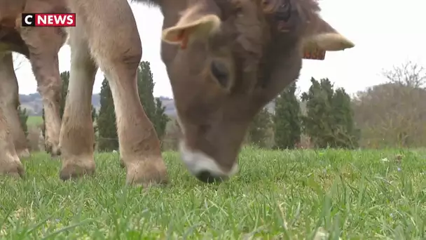 Une ferme bio financée par des bonnes sœurs 2.0