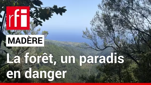 La forêt de Madère, un paradis en danger • RFI