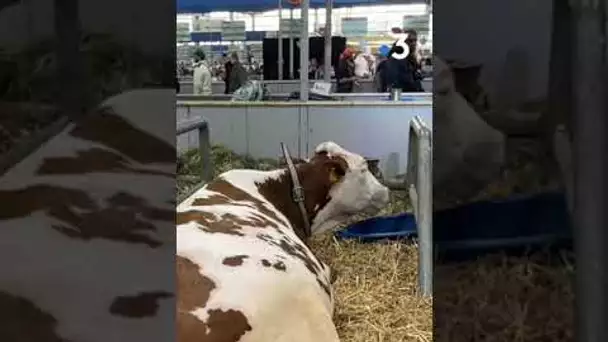 #SIA2023 Le bien-être animal vu par un éleveur de montbéliardes