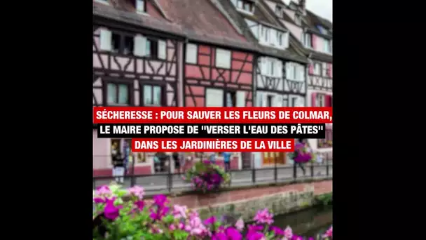 Pour sauver les fleurs de Colmar, le maire propose de "verser l'eau des pâtes" dans les jardinières