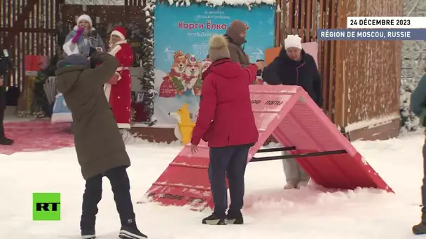 🇷🇺  Russie : concours de Welsh Corgi Pembroke dans la région de Moscou à l’occasion des fêtes