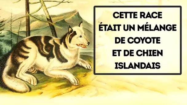 12 Races De Chiens Disparues Et 9 Dont Tu N’avais Jamais Entendu Parler