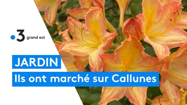 Jardins extraordinaires de Lorraine : le jardin de Callunes
