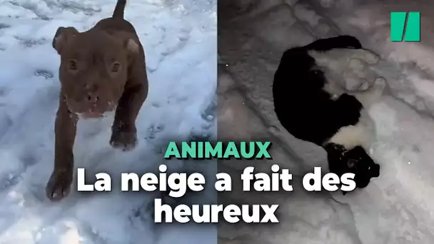 La neige a rendu fous les animaux de compagnie, et c’est adorable