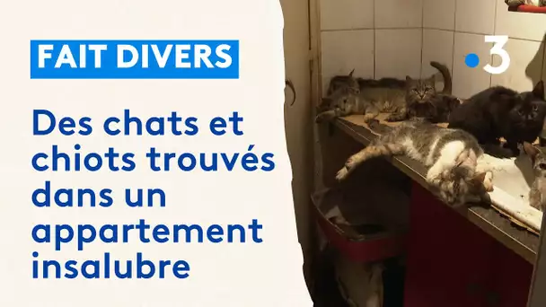 A Nice, une centaine de chats et chiots découverts dans un appartement insalubre