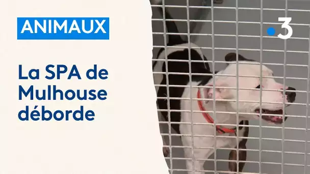 Animaux : la SPA de Mulhouse déborde et n'accueille plus de nouveaux chiens abandonnés