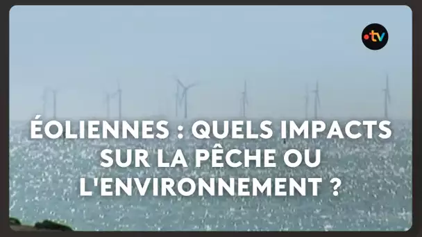 Parc éolien en baie de Morlaix : quels impacts sur la pêche ou l'environnement ?